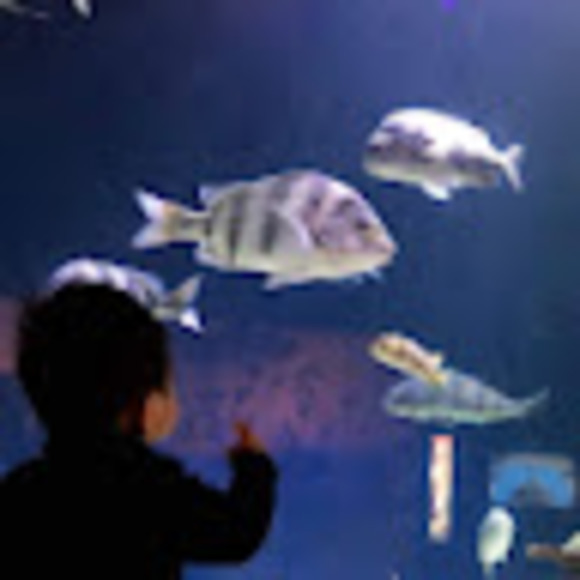 Meet your Posher, Dafang faith - Picture 1 of 1